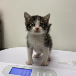 Shelter Stray Male Cat last seen N Oakley Ave and NE 50th St, 64119, 64119, MO, 7077 Elmwood Ave, Kansas City, MO 64132, USA