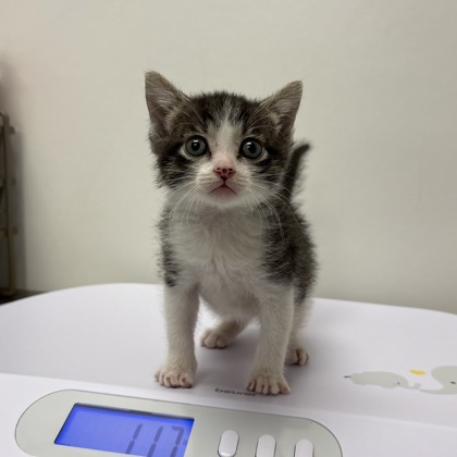 Shelter Stray Male Cat last seen N Oakley Ave and NE 50th St, 64119, 64119, MO, 7077 Elmwood Ave, Kansas City, MO 64132, USA