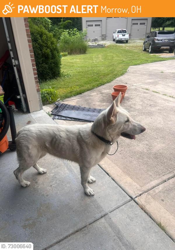 Found/Stray Unknown Dog last seen Morrow Meadows Subdivision , Morrow, OH 45152