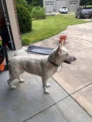 Found/Stray Unknown Dog last seen Morrow Meadows Subdivision , Morrow, OH 45152