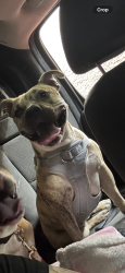 Reunited Female Dog last seen Near S Hollywood Blvd Las Vegas, NV 89142 United States, Las Vegas, NV 89142