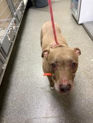 Shelter Stray Male Dog last seen Verity mcdonalds, Middletown, OH, 1820 Princeton Rd, Hamilton, OH 45011, USA