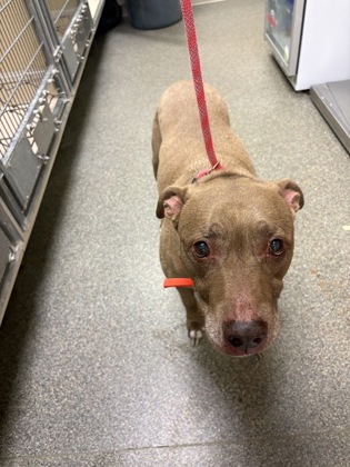 Shelter Stray Male Dog last seen Verity mcdonalds, Middletown, OH, 1820 Princeton Rd, Hamilton, OH 45011, USA