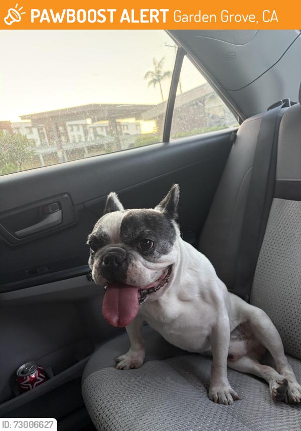 Found/Stray Male Dog last seen In mobile homes villa capri, Garden Grove, CA 92841