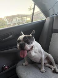 Found/Stray Male Dog last seen In mobile homes villa capri, Garden Grove, CA 92841
