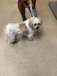 Shelter Stray Female Dog last seen Near East Berry St., East District, TX, 355 Hillshire Dr, Haslet, TX 76052, USA