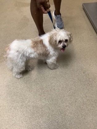 Shelter Stray Female Dog last seen Near East Berry St., East District, TX, 355 Hillshire Dr, Haslet, TX 76052, USA