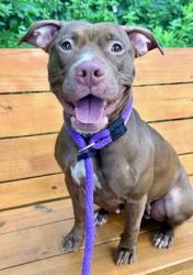 Shelter Stray Female Dog last seen Near E. 30th st, 21218, MD, 301 Stockholm St, Baltimore, MD 21230, USA