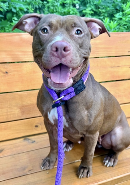 Shelter Stray Female Dog last seen Near E. 30th st, 21218, MD, 301 Stockholm St, Baltimore, MD 21230, USA
