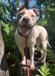 Shelter Stray Female Dog last seen Near E. 30th st, 21218, MD, 301 Stockholm St, Baltimore, MD 21230, USA