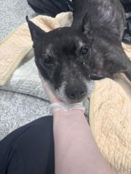 Shelter Stray Female Dog last seen Near Brookfield, 21217, MD, 301 Stockholm St, Baltimore, MD 21230, USA