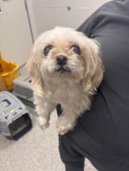 Shelter Stray Female Dog last seen Near Brookfield, 21217, MD, 301 Stockholm St, Baltimore, MD 21230, USA