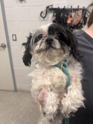 Shelter Stray Male Dog last seen Near Brookfield, 21217, MD, 301 Stockholm St, Baltimore, MD 21230, USA