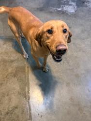 Reunited Male Dog last seen Bridgeport Way, West and 44th St., University Place, WA 98466