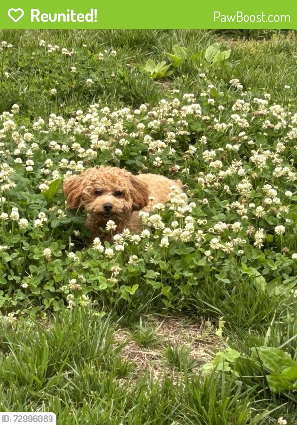Reunited Female Dog last seen Parkland dr and Grenoble dr, Aspen Hill, MD 20853