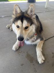Found/Stray Male Dog last seen apmt complete on 700 n and Orem blvd , Orem, UT 84057