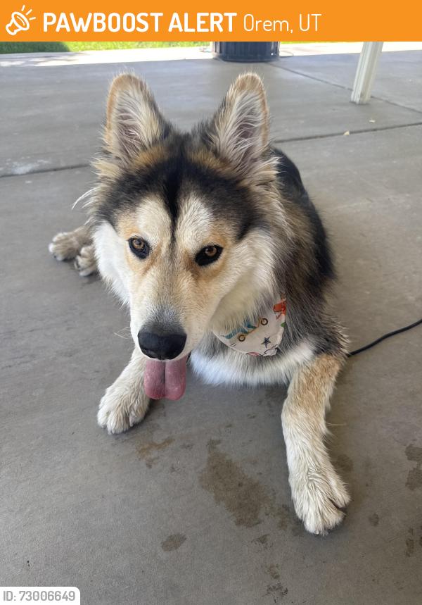 Found/Stray Male Dog last seen apmt complete on 700 n and Orem blvd , Orem, UT 84057