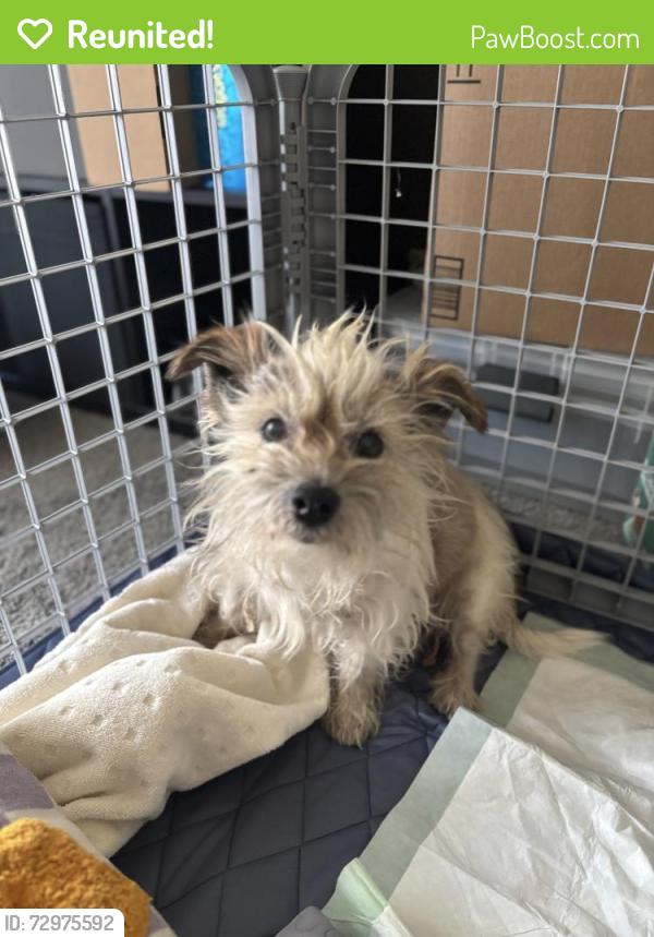 Reunited Male Dog last seen Gilbert Rd and US 60, Mesa, AZ 85204