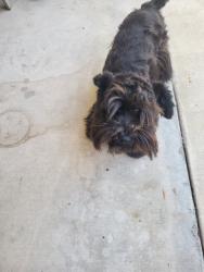 Reunited Female Dog last seen County Center & W. Vine Ct., Visalia , Visalia, CA 93291