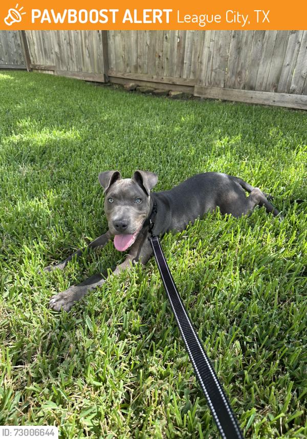 Found/Stray Unknown Dog last seen Bay Area and FM 518, League City, TX 77573
