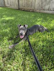 Found/Stray Unknown Dog last seen Bay Area and FM 518, League City, TX 77573