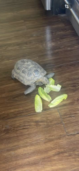 Lost Unknown Reptile last seen Charleston and 17th, Las Vegas, NV 89104