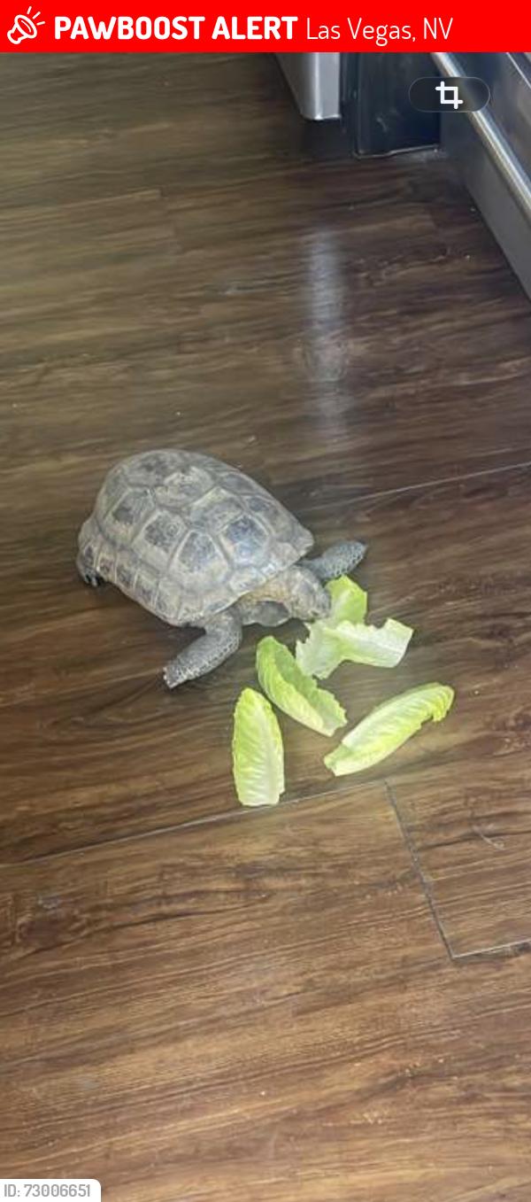 Lost Unknown Reptile last seen Charleston and 17th, Las Vegas, NV 89104