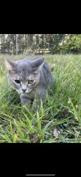 Lost Female Cat last seen harriet and 24th, Minneapolis, MN 55405