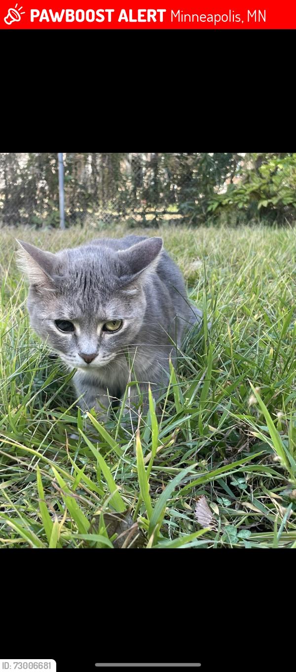 Lost Female Cat last seen harriet and 24th, Minneapolis, MN 55405