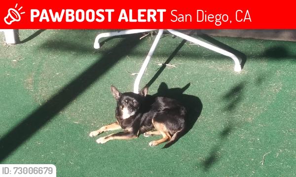 Lost Female Dog last seen Near jamestown road, San Diego, CA 92117