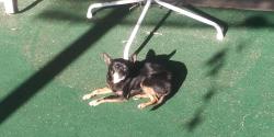 Lost Female Dog last seen Near jamestown road, San Diego, CA 92117