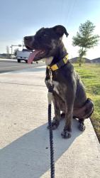 Found/Stray Male Dog last seen Charles A. Arnold Elementary, San Antonio, TX 78213