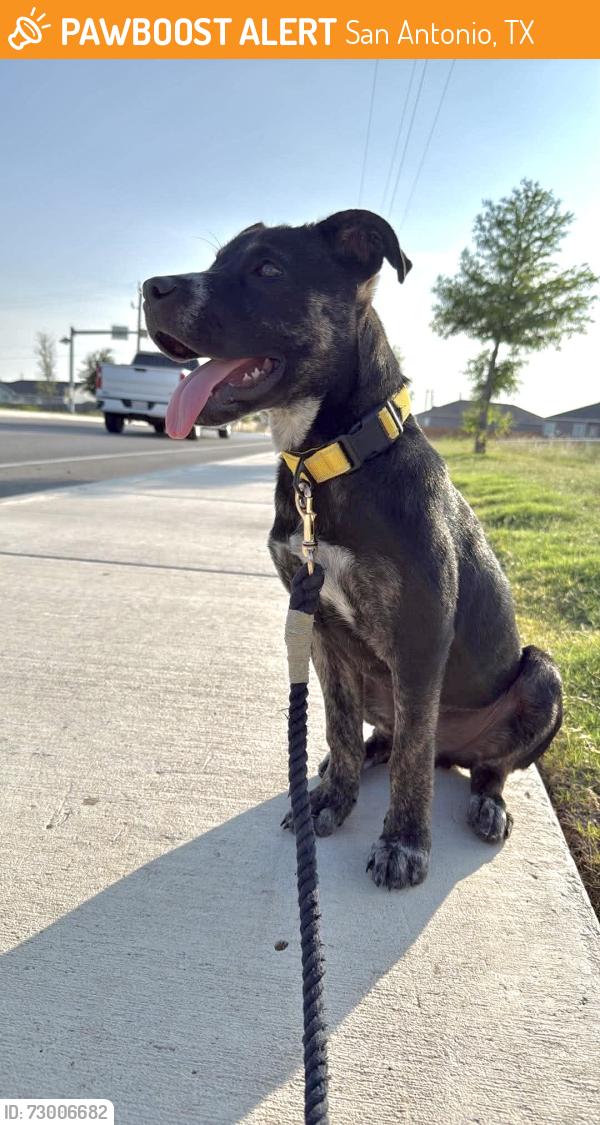 Found/Stray Male Dog last seen Charles A. Arnold Elementary, San Antonio, TX 78213