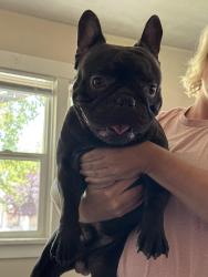 Reunited Male Dog last seen Timpanogos Elementary, Provo, UT 84601