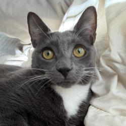 Lost Male Cat last seen Magnolia Ridge Rd, Buncombe County, NC 28778