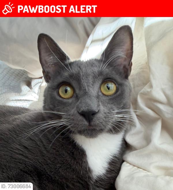 Lost Male Cat last seen Magnolia Ridge Rd, Buncombe County, NC 28778