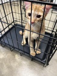 Found/Stray Male Cat last seen Near NW 34th St, Warr Acres, OK 73122