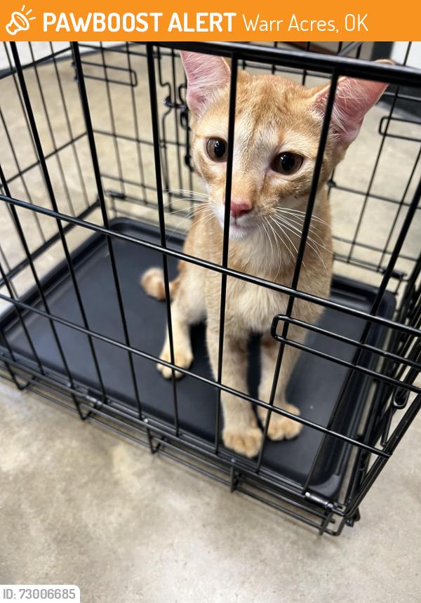 Found/Stray Male Cat last seen Near NW 34th St, Warr Acres, OK 73122