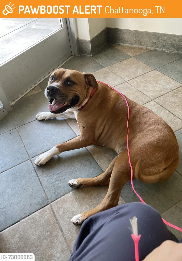 Found/Stray Male Dog last seen Fernway Rd and Hixson Pike, Chattanooga, TN 37405