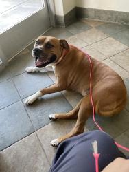 Found/Stray Male Dog last seen Fernway Rd and Hixson Pike, Chattanooga, TN 37405