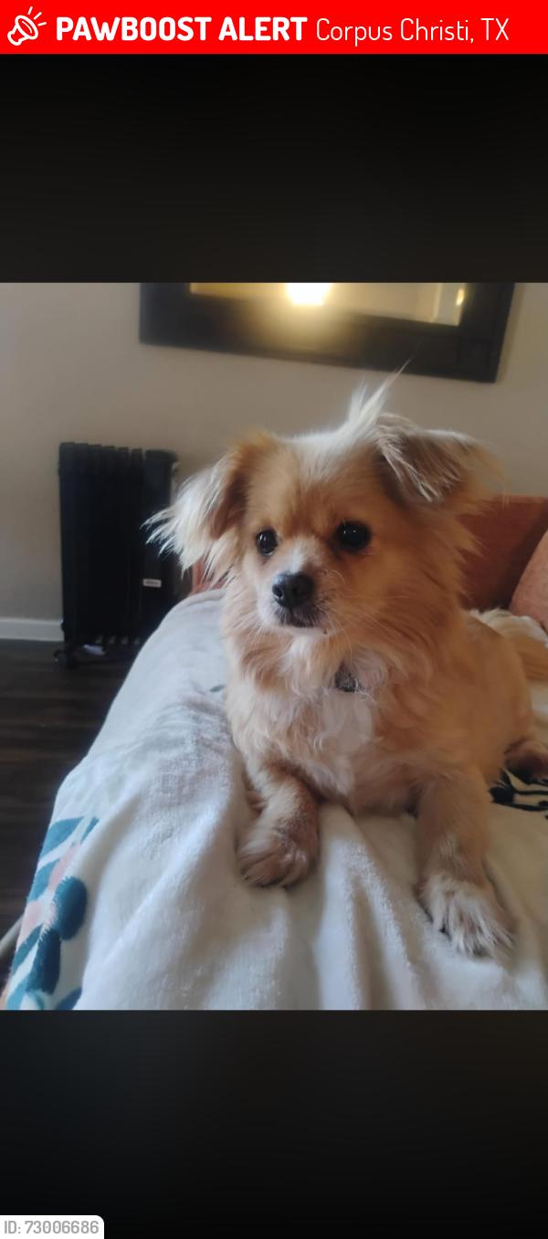 Lost Female Dog last seen The sterling apts is where she lives , Corpus Christi, TX 78412