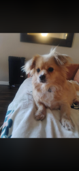 Lost Female Dog last seen The sterling apts is where she lives , Corpus Christi, TX 78412