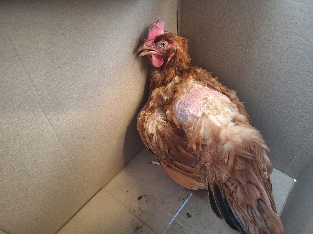 Shelter Stray Unknown Bird last seen Near Victory Boulevard, STATEN ISLAND, NY, 10314, 3139 Veterans Rd W, Staten Island, NY 10309, USA