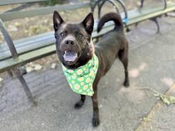 Shelter Stray Female Dog last seen E, BRONX, NY, 10457, 326 E 110th St, New York, NY 10029, USA