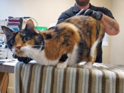 Shelter Stray Female Cat last seen Near Pacifica Way, Oceanside, CA, 92056, Oceanside, CA 92058, USA