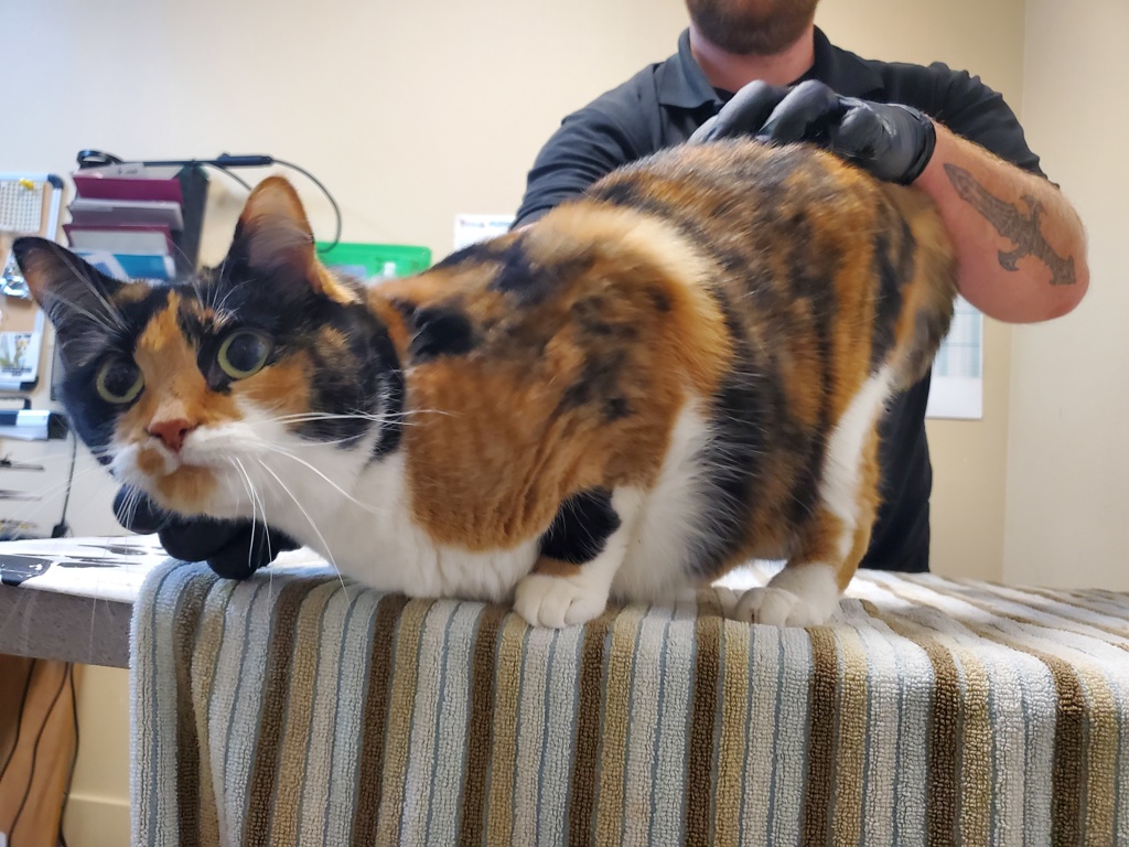 Shelter Stray Female Cat last seen Near Pacifica Way, Oceanside, CA, 92056, Oceanside, CA 92058, USA