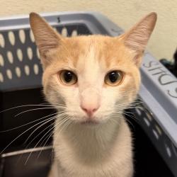 Shelter Stray Male Cat last seen apartment complex, San Diego, CA, 92107, 5500 Gaines St, San Diego, CA 92110, USA