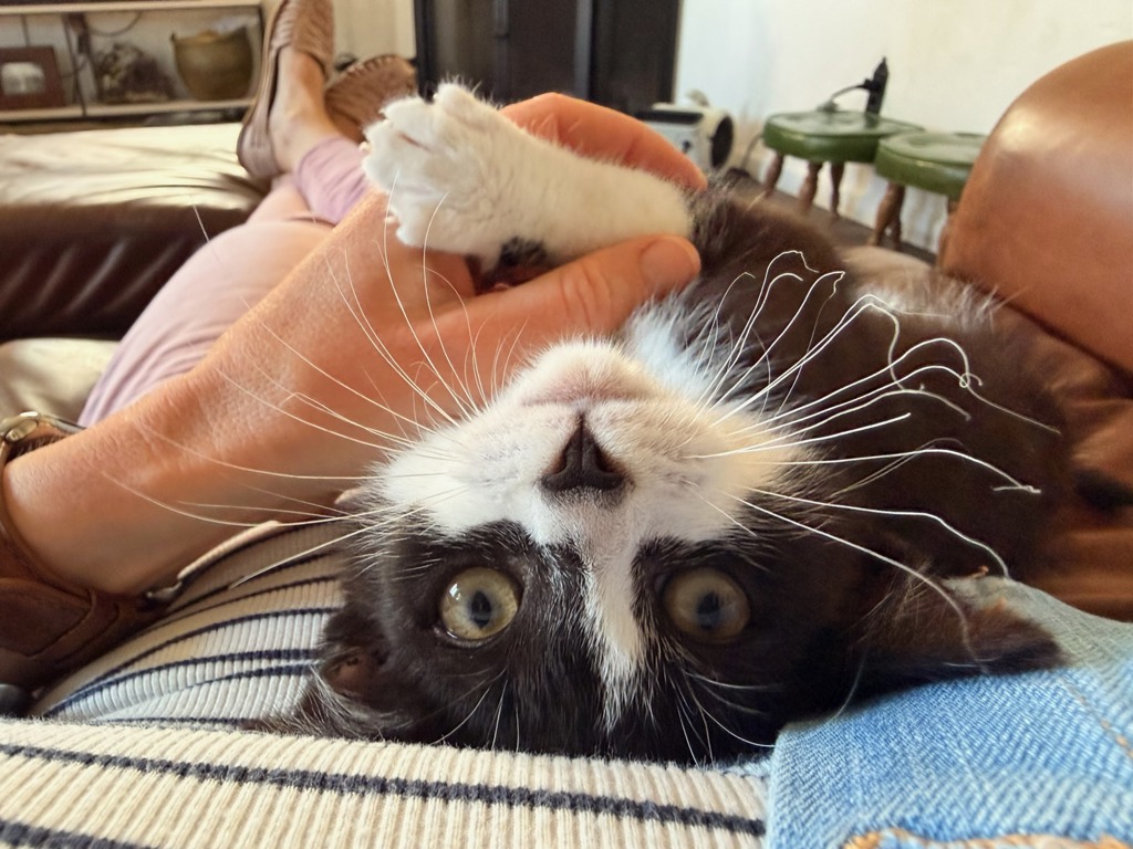 Shelter Stray Male Cat last seen Near Durant Street, San Diego, CA, 92113, 5500 Gaines St, San Diego, CA 92110, USA