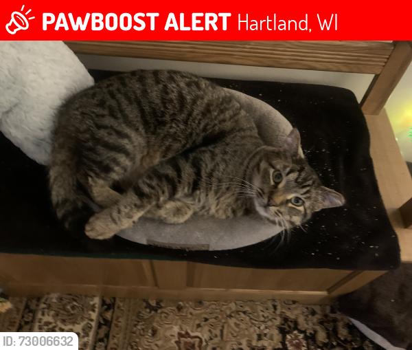 Lost Male Cat last seen West Capitol Dr. Hartland, WI 53029, Hartland, WI 53029