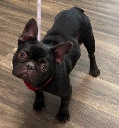 Shelter Stray Female Dog last seen Keating Street, San Diego, CA, 92110, 5500 Gaines St, San Diego, CA 92110, USA